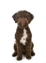 Lagotto Romagnolo